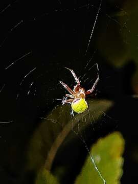 Image de Araneus detrimentosus (O. Pickard-Cambridge 1889)