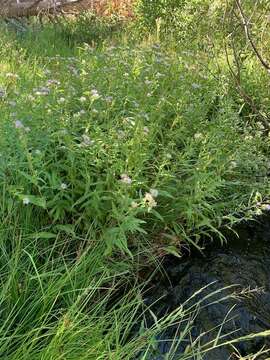 Image of Bracted American-Aster