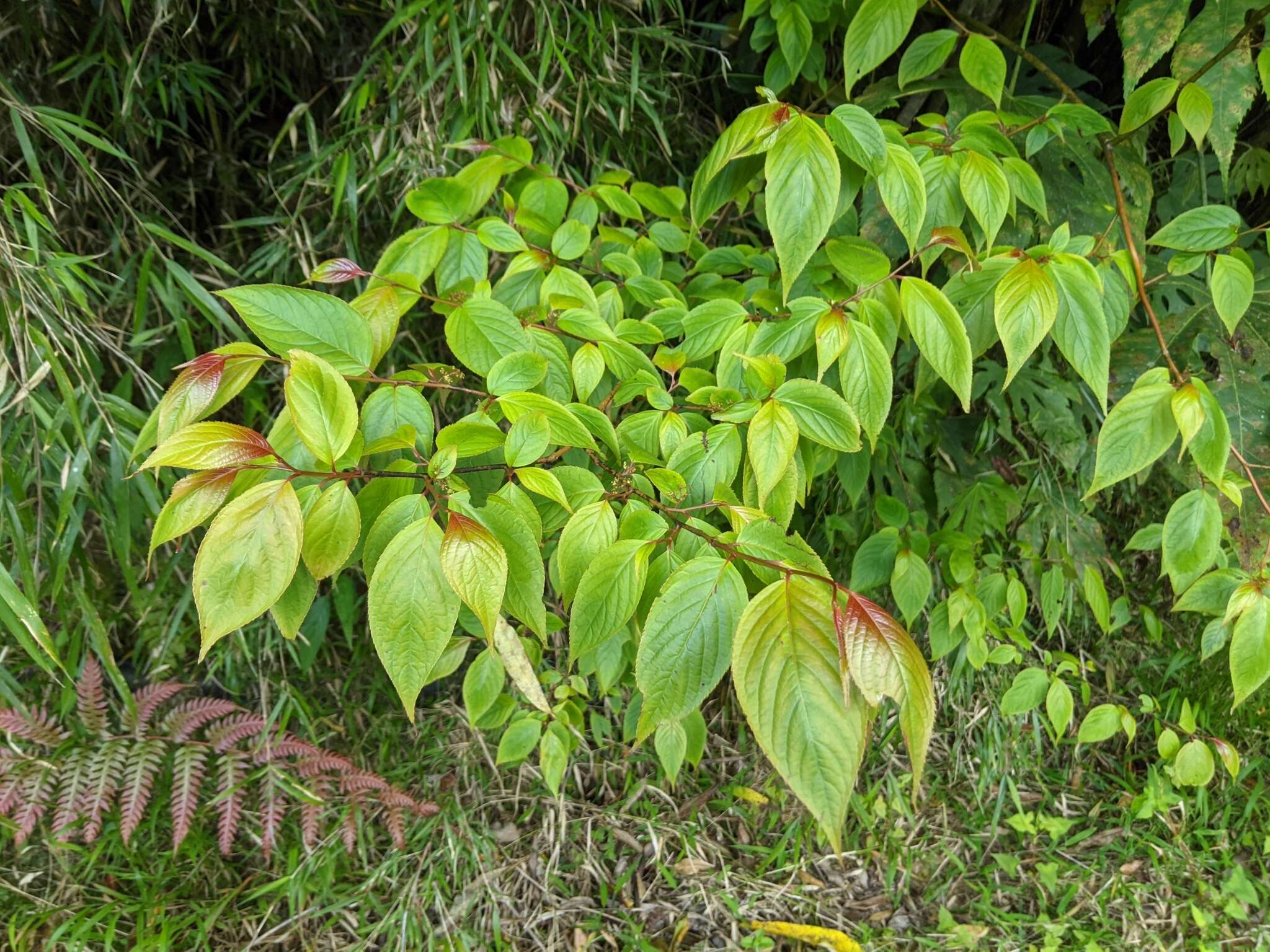 Image of Perrottetia arisanensis Hayata