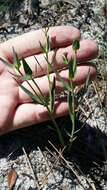 Euphorbia inundata var. garrettii E. L. Bridges & Orzell resmi