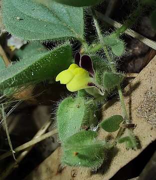 Image of Kickxia spuria subsp. integrifolia (Brot.) R. Fernandes