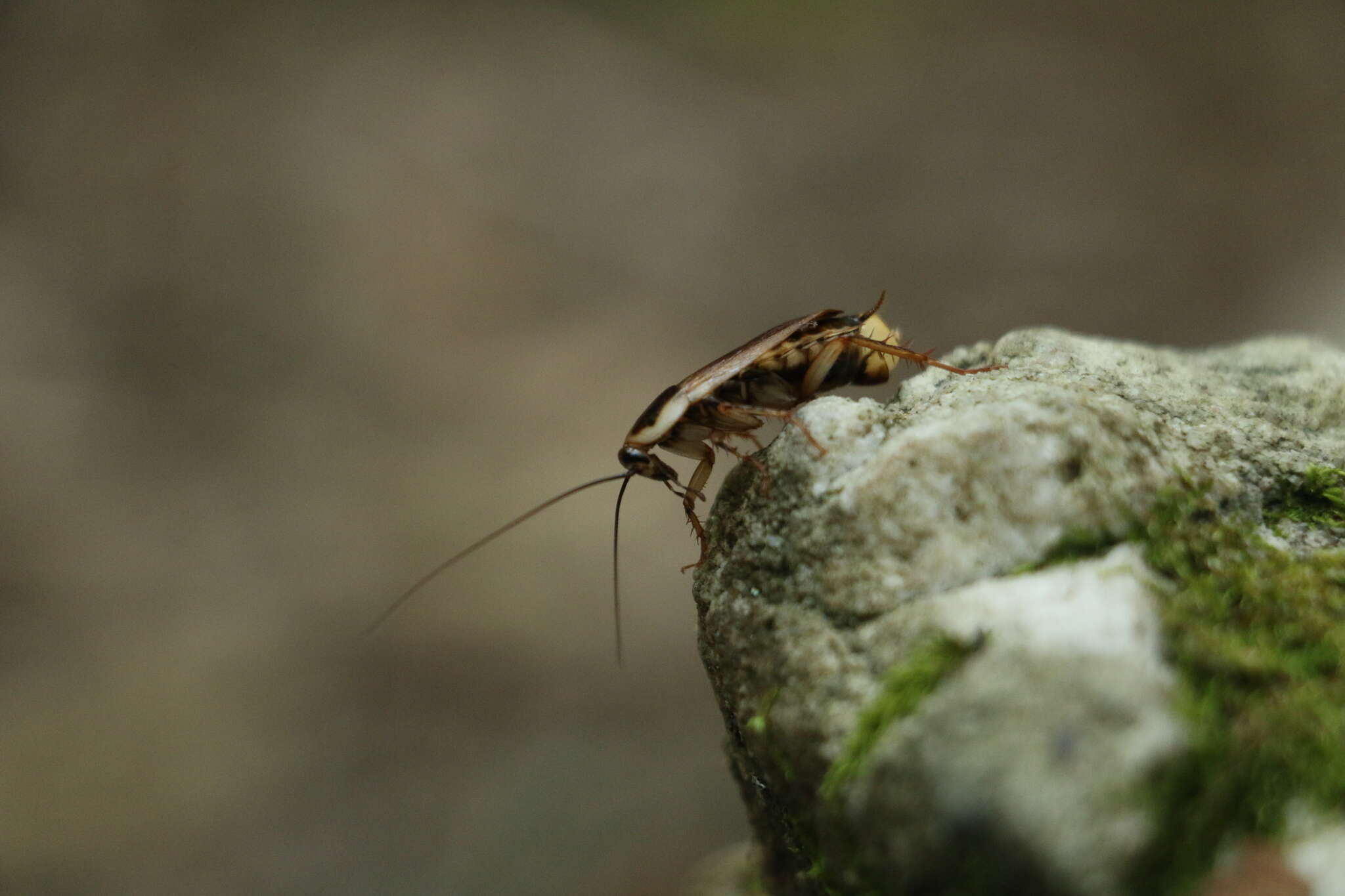 Image of Pennsylvania Wood Cockroach