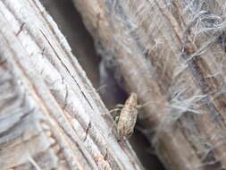 Image of Sweetclover Weevil