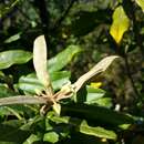 Pittosporum pachyphyllum Baker resmi