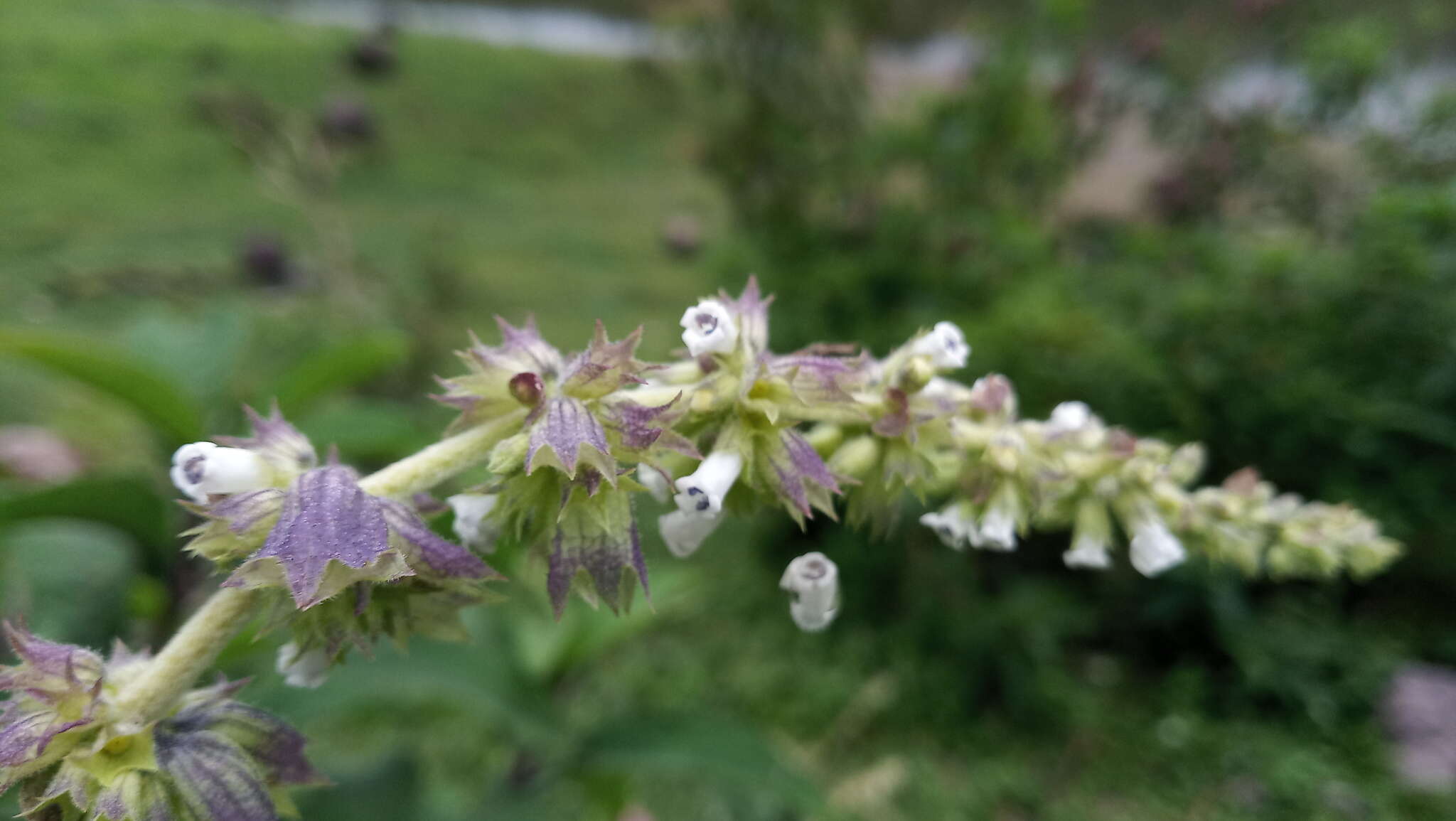 Image of Lepechinia vesiculosa (Benth.) Epling