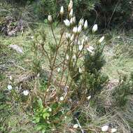 صورة Gentianella polysperes (L. G. Adams) Glenny