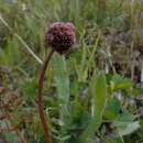 Image of Acaena fissistipula Bitter