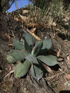 Слика од Agave guadalajarana Trel.