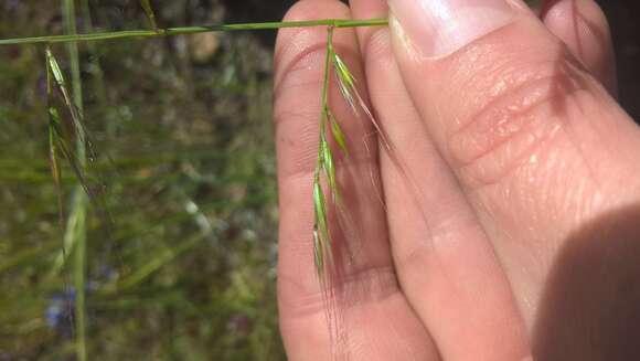 Image de Vulpia microstachys (Nutt.) Munro