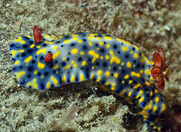 Image of Red gilled yellow spotted green slug