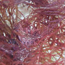 Image of Rosy Weedfish