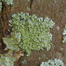 Image of parmelinopsis