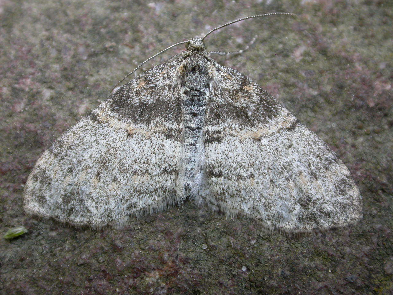 Слика од Lobophora halterata Hüfnagel 1767