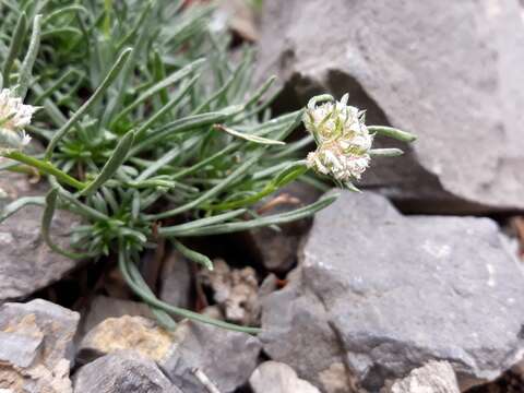 Plancia ëd Ipomopsis congesta subsp. crebrifolia (Nutt.) A. G. Day