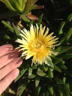 Image of hottentot fig