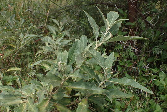 Image of Solanum lichtensteinii Willd.