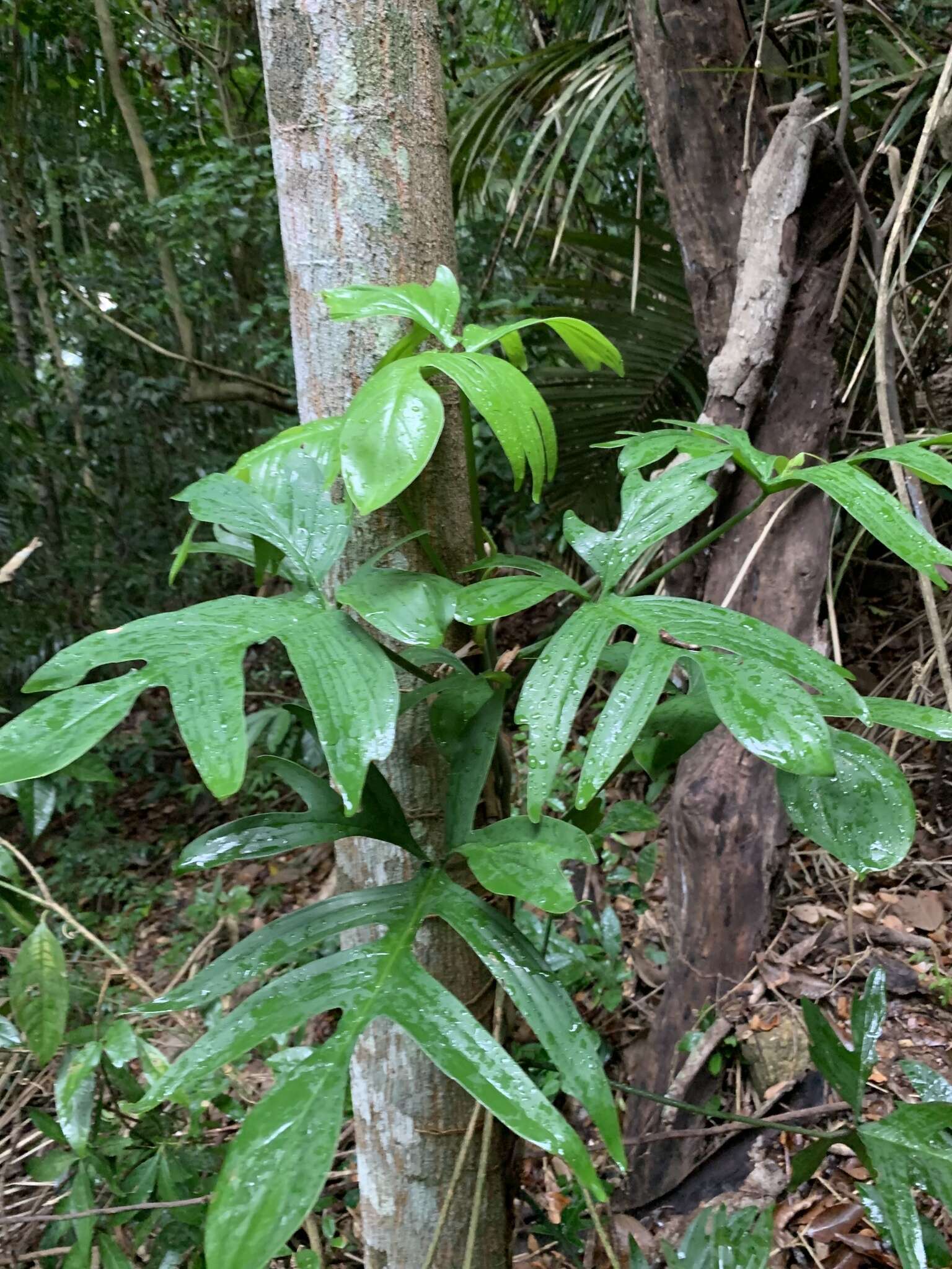 Philodendron pedatum (Hook.) Kunth resmi