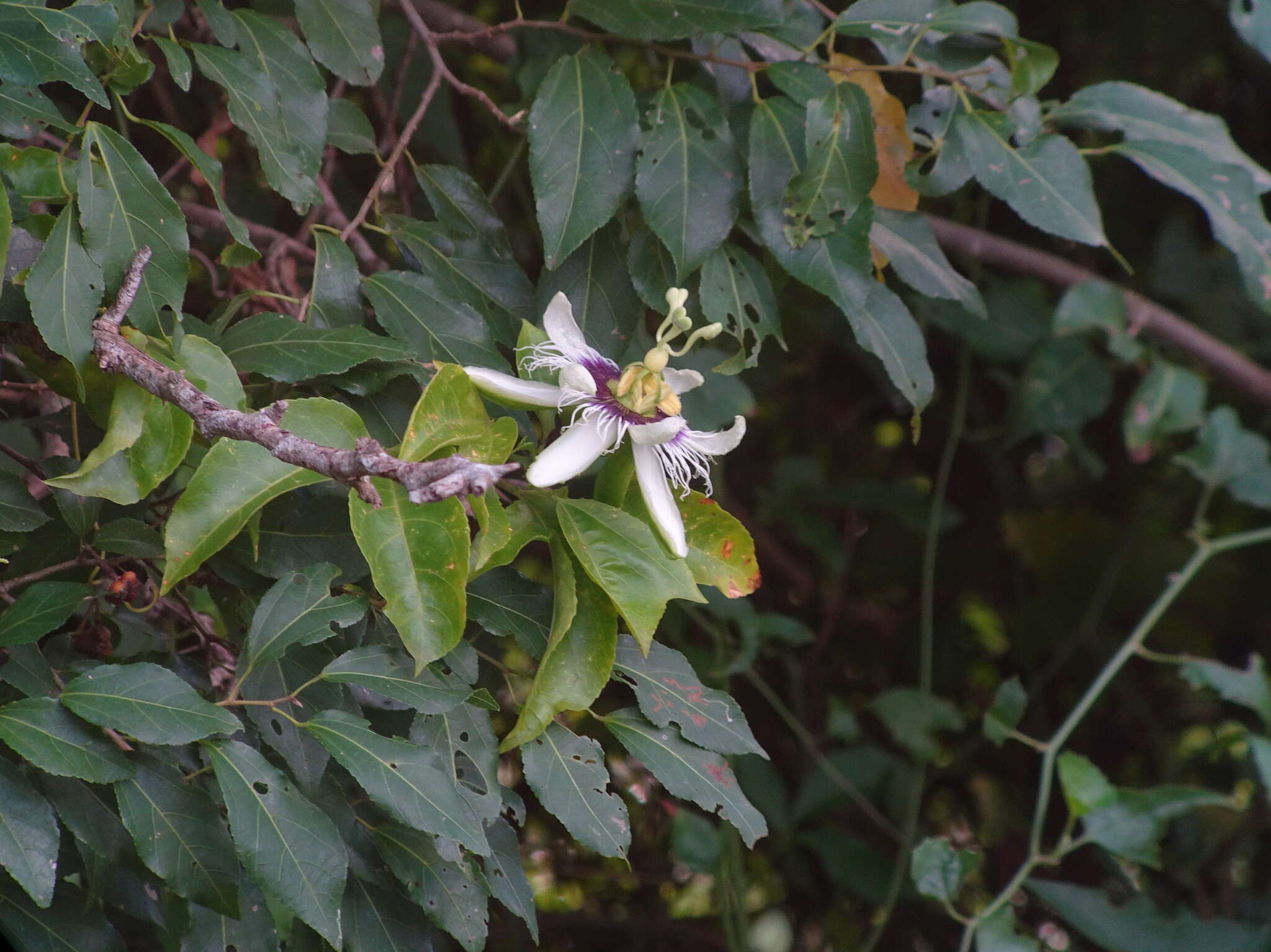 Слика од Passiflora edulis flavicarpa Deg.