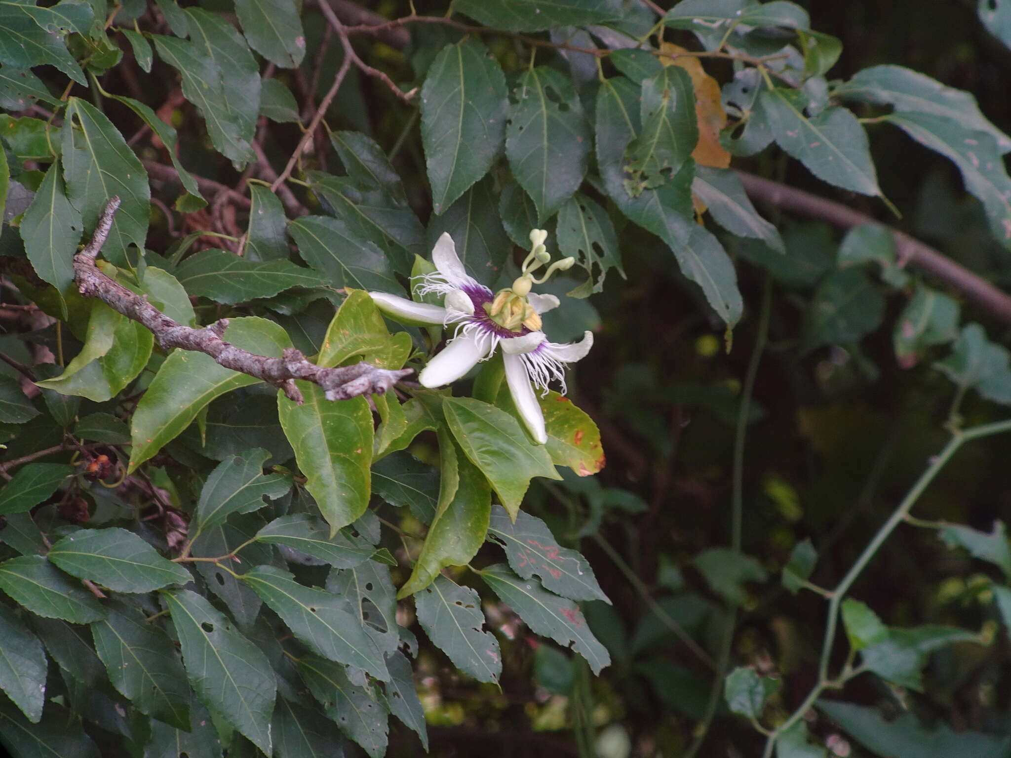 Sivun Passiflora edulis flavicarpa Deg. kuva