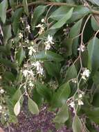 Image of Capparis quiniflora DC.