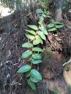 Griselinia scandens (Ruiz & Pav.) Taub.的圖片