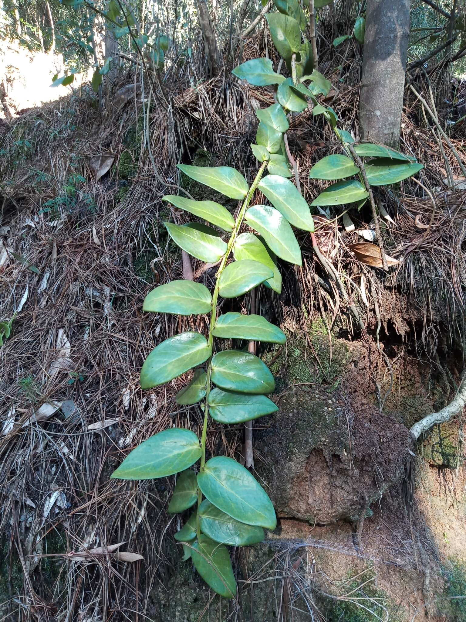 Griselinia scandens (Ruiz & Pav.) Taub.的圖片