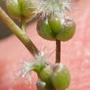 Image of Triglochin bulbosa subsp. bulbosa