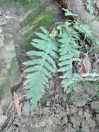 Polypodium calirhiza S. A. Whitmore & A. R. Smith的圖片