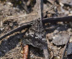 Image de Notocrambus