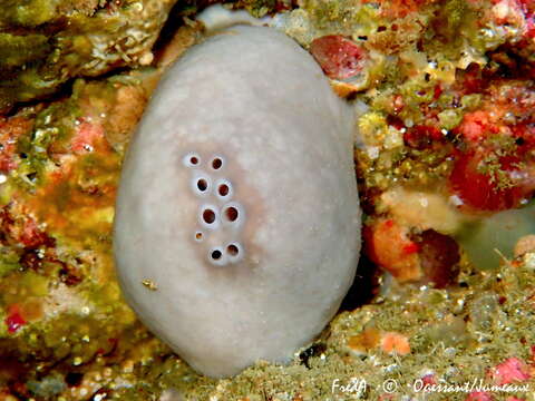 Image of elephant ear sponge