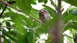 Image of Blyth's Frogmouth