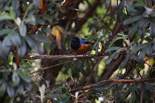 Image of Blue-backed Conebill