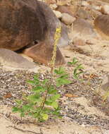 صورة Crotalaria pallida Aiton