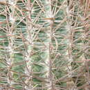 Image of Ferocactus chrysacanthus subsp. grandiflorus (G. E. Linds.) N. P. Taylor