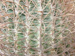 Ferocactus chrysacanthus subsp. grandiflorus (G. E. Linds.) N. P. Taylor resmi