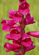 Imagem de Watsonia pulchra N. E. Br. ex Goldblatt