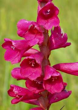 Imagem de Watsonia pulchra N. E. Br. ex Goldblatt