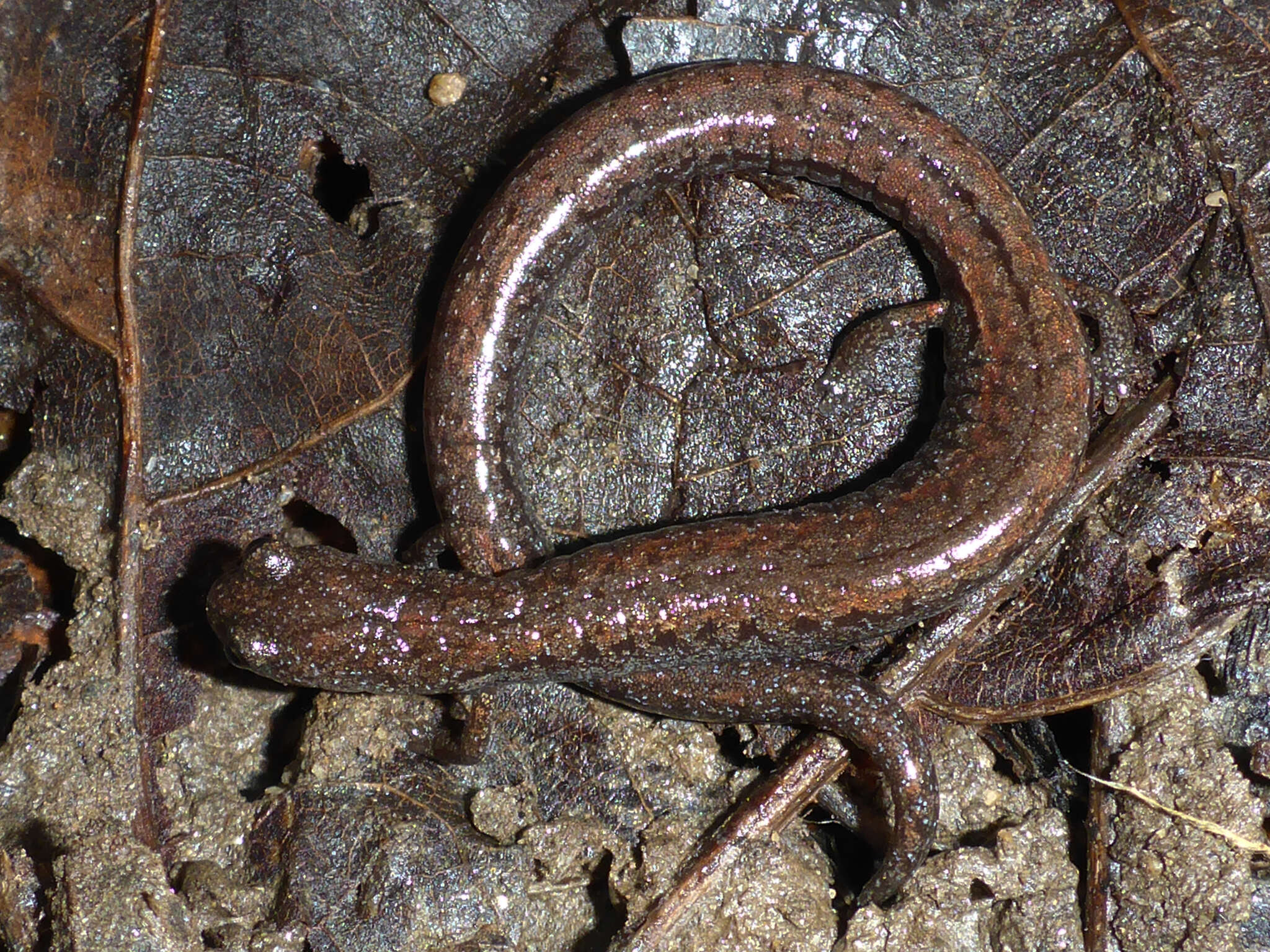 Image of Santa Lucia Mountains Slender Salamander