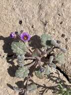 Image of nakedstem phacelia