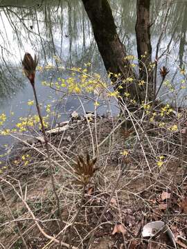 Forsythia suspensa (Thunb.) Vahl resmi