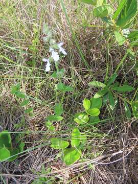 Image of Stachys natalensis Hochst.