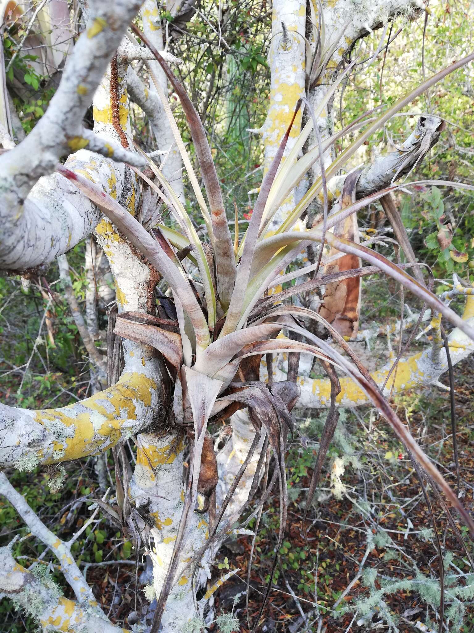 Image of Tillandsia huamelulaensis Ehlers