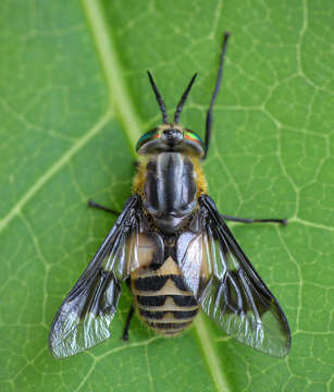 Image of Chrysops divaricatus Loew 1858