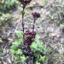 Image of Crassula ciliata L.