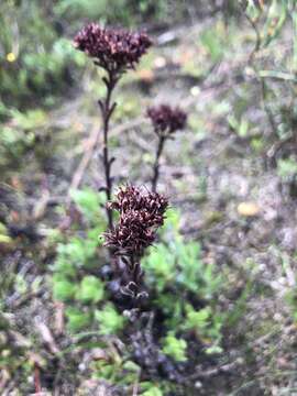 Image of Crassula ciliata L.