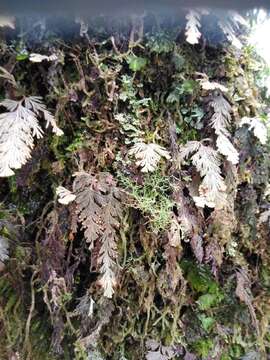 Image of Hymenophyllum malingii (Hook.) Mett.