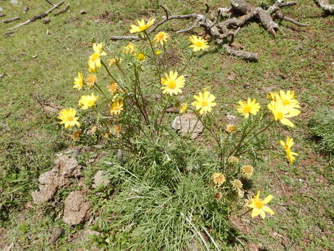 Image de Hymenoxys insignis (A. Gray ex S. Wats.) Cockerell