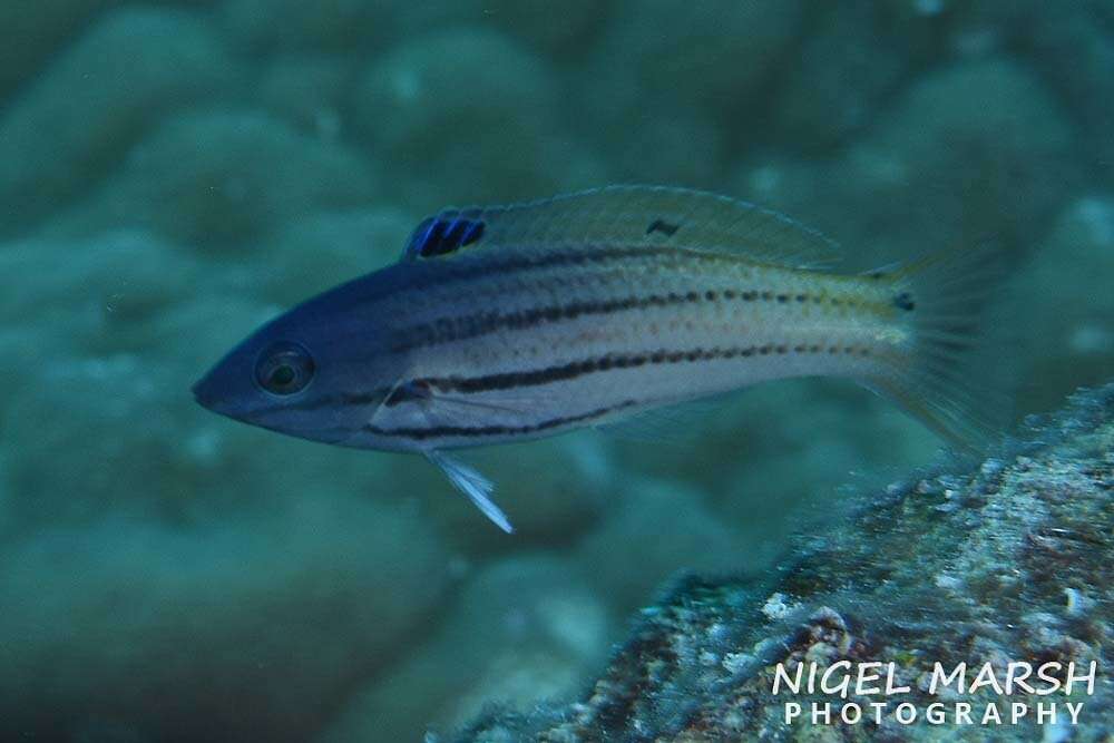 Image of Half-grey wrasse