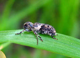 Image of Pogonocherus fasciculatus (Degeer 1775)