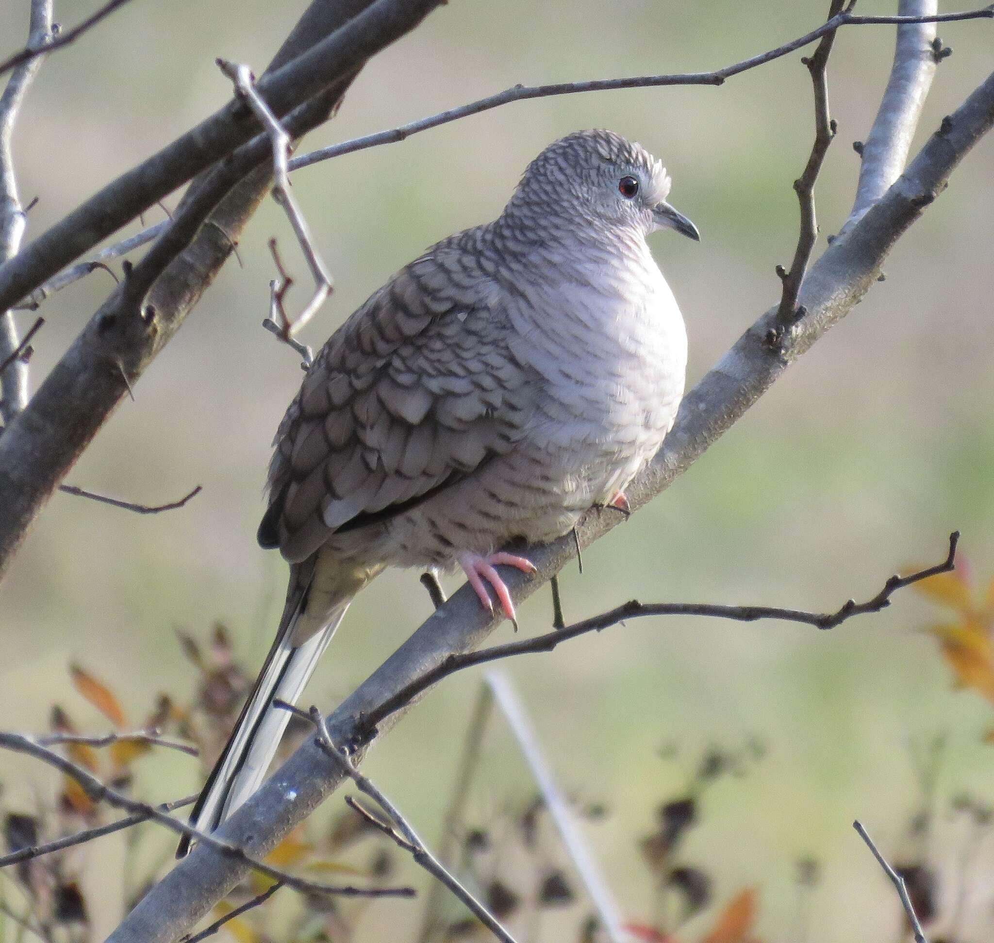 Image of Columbina Spix 1825